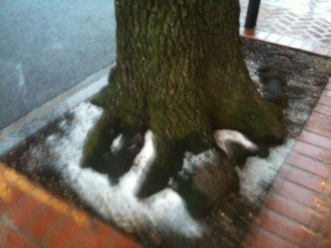 snow at the tree trunk-Orleans Ave