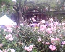 The explosion of roses and camelias with the cool mist