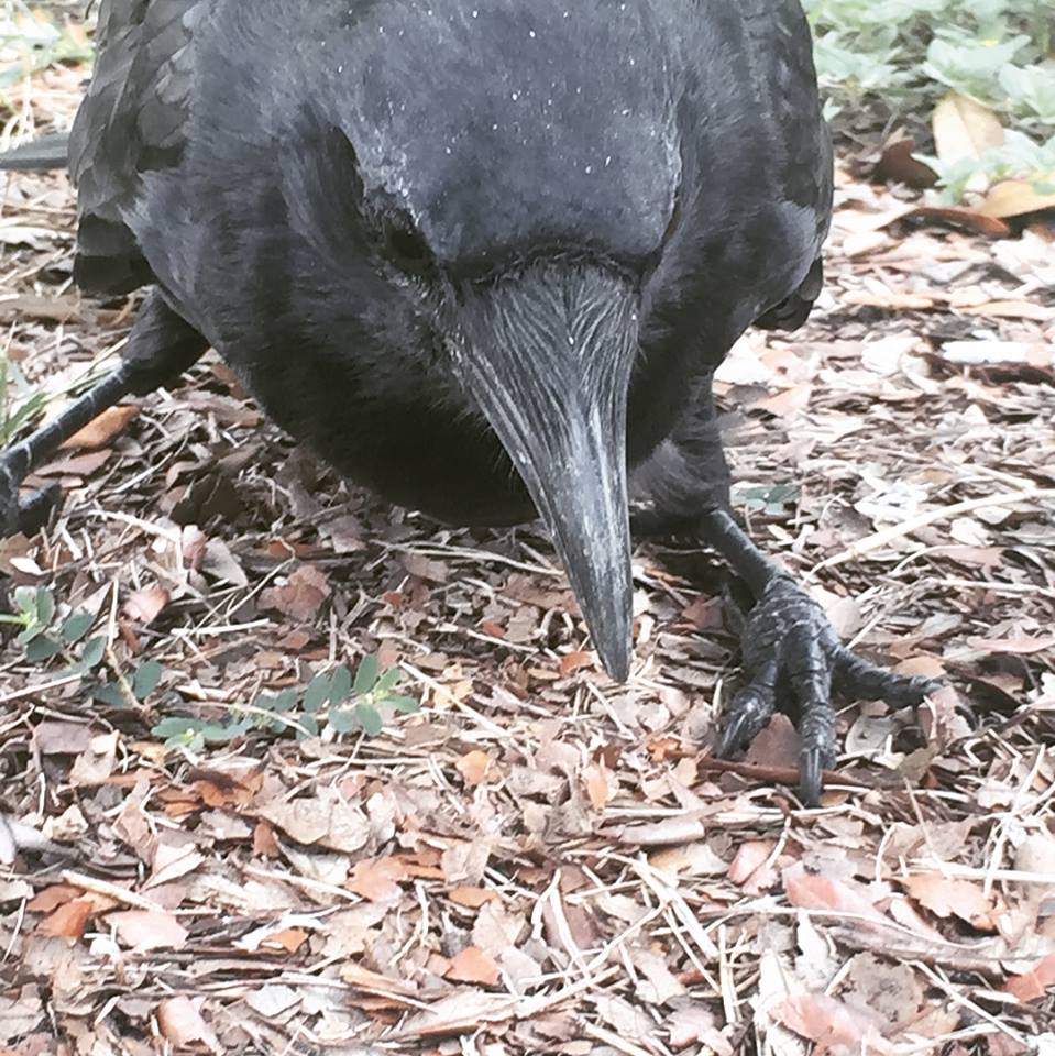 41034334_10155373480821315_6161464369495408640_n