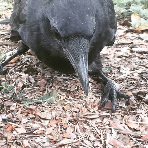 41034334_10155373480821315_6161464369495408640_n